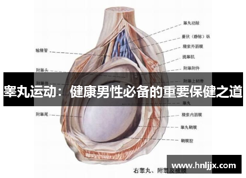 睾丸运动：健康男性必备的重要保健之道