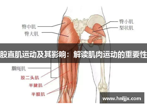 股直肌运动及其影响：解读肌肉运动的重要性